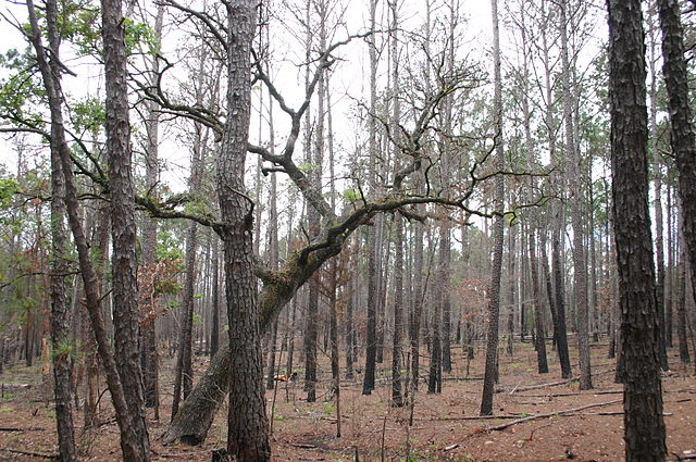 640px contrasting tree types coexist in a forest